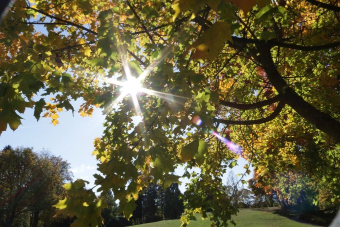 Die Sonne scheint durch eine Baumkrone. | © KHWE